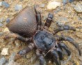tarantula trampera